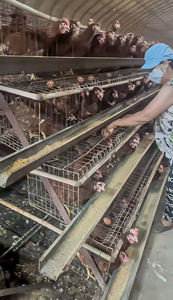 Yeni 10000 katmanlı tavuklar çiftlik kuş otomatik kümes hayvancılığı çelik pil kafes a tipi tavuk kümesi ev satılık - Product Image 4
