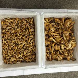 Detan <span class=keywords><strong>Prix</strong></span> de gros Champignon Chanterelle sauvage fraîche de haute qualité - Product Image 4