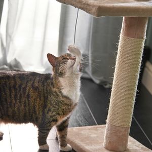 Grand arbre à <span class=keywords><strong>chat</strong></span> pour stimuler la nature grimpante des chats - Meilleures ventes - Product Image 5