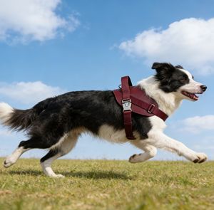 Pettorina di Lusso in Pelle per Cani, Gilet da Passeggio Elegante ed Ergonomico - Product Image 1