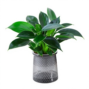 Plante verte à grandes feuilles, Pothos doré, Aglaonema, succulentes <span class=keywords><strong>en</strong></span> <span class=keywords><strong>pot</strong></span>, intérieur, simplicité moderne américaine, hydroponique, purificateur d'air efficace - Product Image 1
