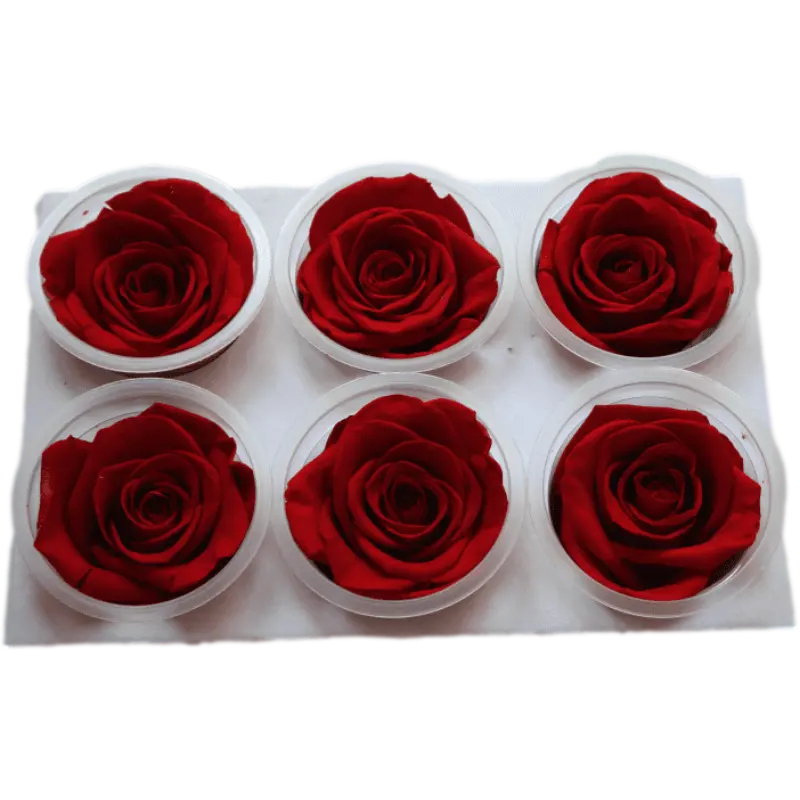 As rosas eternas de flores verdadeiras preservam as rosas de alta qualidade 5-6cm um boutique de grau cada um copo