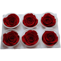 Roses éternelles de qualité supérieure, grade A, 5-6 cm, en coupelles, pour la fête des mères et la Saint-Valentin