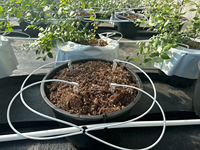 Tuyau micro PVC pour système agricole 3/5 mm blanc, distributeur à quatre branches en forme de flèche