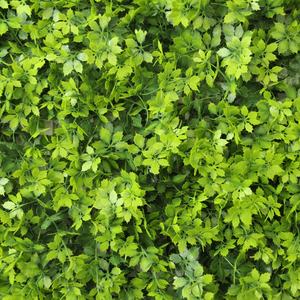 Panneaux muraux d'herbe artificielle protégés contre les UV 50X50 PE nouveau matériau <span class=keywords><strong>buis</strong></span> intérieur extérieur vert décoration murale mariage salle de noël - Product Image 3