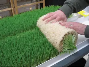 Arpa tohumu filizlenme sistemi diğer hayvancılık ekipmanı microgreen büyüyen sistemleri hidroponik büyüyen yem