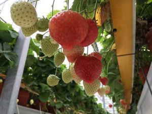 Sistema de Cultivo Hidropónico Vertical de PVC con Tubo Cuadrado para Fresas NFT Canales a Buen Precio Industrial - Product Image 5