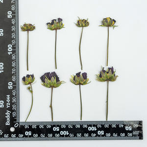 Calliopsis-flores prensadas para hacer artesanías, flores naturales respetuosas con el medio ambiente - Product Image 6