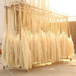 Hierba de Pampas Seca Natural, <span class=keywords><strong>Cortaderia</strong></span> Selloana Grande y Esponjosa, para Decoración de Bodas, San Valentín, Navidad y Hogar - Product Image 4
