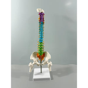 Modelo de Esqueleto Humano de 85 cm con Articulación de Rodilla, Cráneo de 45 cm y Columna Vertebral Mediana Tipo A para Entrenamiento, PVC MAXCARE MAC-YJ79 - Product Image 2