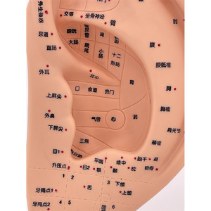 Modèle d'acupuncture auriculaire standard de 22 cm, modèle de points d'acupuncture auriculaires, modèle d'oreille, modèle de points d'acupuncture auriculaires avec base - Product Image 4