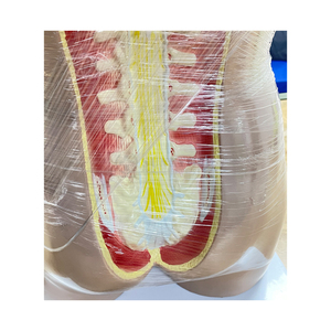 Muñeca Torso de 27 Piezas de <span class=keywords><strong>Cuerpo</strong></span> <span class=keywords><strong>Humano</strong></span>, Material de Pvc, Doble Sexo, Entrenamiento de Enfermería Vivid, Ciencia Médica, Anatomía de 85cm, 2 Piezas de Material, 2 Piezas - Product Image 2