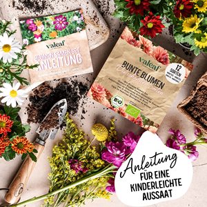 <span class=keywords><strong>ชุด</strong></span>ดอกบลูเมนซาเมนปลูกพืชแบบพรีเมี่ยม12แบบสำหรับบ้านและสวนพร้อมกึ่ง Di Fiori Di Campo สินค้ายอดนิยม - Product Image 5