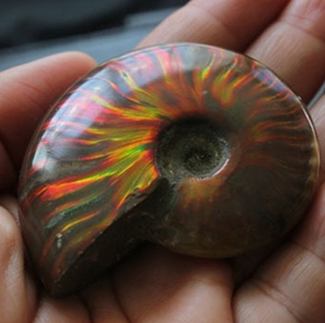 Đá Màu Hóa Thạch Cầu Vồng <span class=keywords><strong>T</strong></span>ự Nhiên Đá Hóa Thạch Ammonite Được Đánh Bóng Hóa Thạch <span class=keywords><strong>Conch</strong></span> - Product Image 4