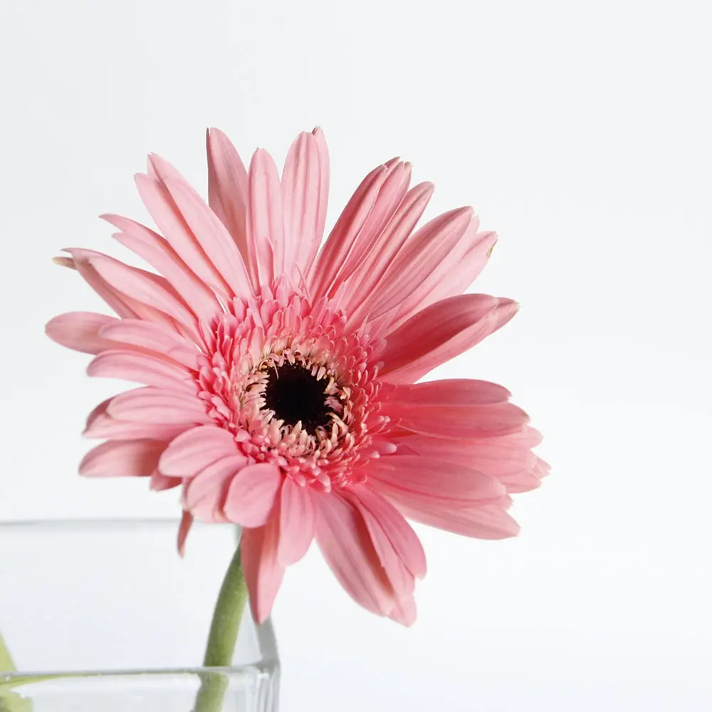 Meilleure vente Yunnan fleurs fraîches coupées Gerbera Smart de Base pour fleuriste décoration