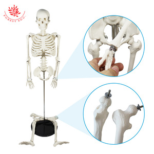 Modèle d'anatomie humaine de 85 cm pour l'enseignement médical, FRT004, squelette, configuration osseuse, modèle de squelette pour démonstration de gym et de yoga - Product Image 3