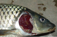 Prémélange amélioré pour l'alimentation des poissons et des crevettes avec des vitamines et des enzymes de qualité alimentaire, améliore le métabolisme, la capacité antivirale, le physique