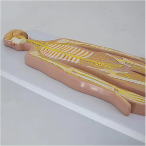 Modelos Anatómicos de Plástico <span class=keywords><strong>del</strong></span> <span class=keywords><strong>Sistema</strong></span> <span class=keywords><strong>Nervioso</strong></span> Craneal para Práctica Médica y Uso en Escuelas de Medicina CE/ISO - Product Image 2