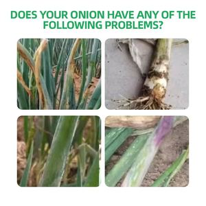 Engrais universel biologique, stimulateur de croissance à haut rendement pour les plants d'échalote, promotion de la racine liquide, spécialité pour les plants - Product Image 3