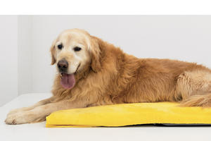 Tecartherapy penggunaan hewan anjing kucing kuda pereda nyeri gelombang pendek Diathermy mesin pemulihan fisioterapi hewan peliharaan - Product Image 3