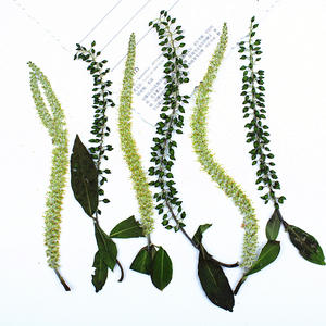 Catillons <span class=keywords><strong>de</strong></span> saule noir et blanc pressés et séchés avec tiges, feuilles <span class=keywords><strong>de</strong></span> saule vertes naturelles pour l'art <span class=keywords><strong>de</strong></span> la résine DIY, l'artisanat et la décoration intérieure - Product Image 1