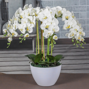 <span class=keywords><strong>Vaso</strong></span> Decorativo H-164 con Piante Vive, Fiori Artificiali in Seta Bianca, Orchidee Phalaenopsis in <span class=keywords><strong>Vaso</strong></span> Trasparente - Product Image 1