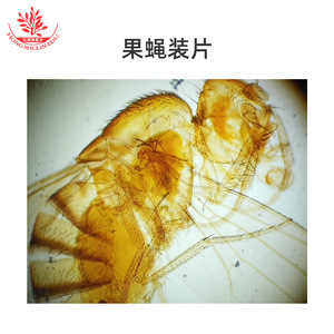 Clear specimen structure, quasi-biological laboratory slides, genetics, embryology, educational science, children's <b>microscope</b> - Product Image 4