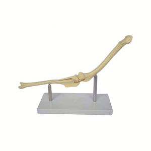 KyrenMed Perro Articulación de la rodilla Articulación Hueso Perro Fémur y Shin Tibia Modelo de <span class=keywords><strong>esqueleto</strong></span> de hueso <span class=keywords><strong>canino</strong></span> - Product Image 1