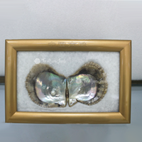 Fourniture d'usine : Spécimen encadré de coquille de nacre naturelle irisée, objet d'exposition pour musées, écoles et entreprises