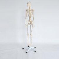 Modèle de squelette humain grandeur nature de 170 cm avec support et nerfs, fourniture directe d'usine, modèle anatomique pour l'enseignement de la biologie