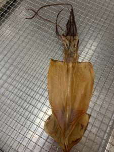 Personalizzazione all'ingrosso <span class=keywords><strong>Calamari</strong></span> secchi congelati con testa di seppia frutti di mare spuntini freschi originali <span class=keywords><strong>Calamari</strong></span> vendita calda snack - Product Image 4