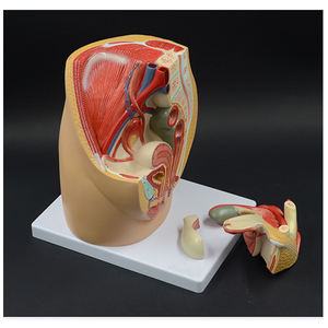 Modelo de anatomía esquelética humana Modelo de <span class=keywords><strong>sistema</strong></span> genitourinario Masculino - Product Image 2