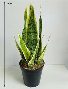 <span class=keywords><strong>ต้นไม้</strong></span>ในกระถางทำด้วยมือพืช<span class=keywords><strong>งู</strong></span>เทียมสำหรับตกแต่งบ้านในร่มกลางแจ้งสำนักงาน - Product Image 5