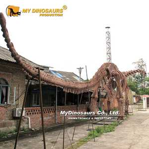 MY DINO Musée Exposition Taille Réelle <span class=keywords><strong>Grand</strong></span> Dinosaure Argentinasaurus Squelette à vendre - Product Image 5