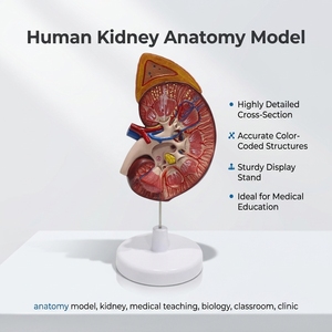 Modèle anatomique de rein agrandi 3 fois avec glande surrénalette pour l'éducation des patients en néphrologie - Product Image 1