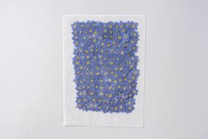 12 pièces/sac Marais de souvenirs (Myosotis sylvatica) <span class=keywords><strong>Fleurs</strong></span> pressées naturelles, écologiques, pour artisanat des ongles et marque-pages faits main - Product Image 6