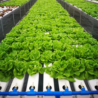 Système hydroponique de culture de légumes d'intérieur, serre verte pour la culture des tomates,