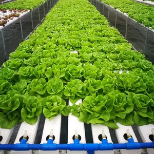 Indoor grow system nft indoor hydroponic planting system high quality double nft hydroponic systems