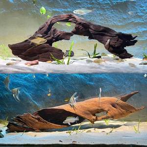 Decoración para Acuario, Madera Flotante Fina de 10-80 cm, Teca Púrpura Natural de América del Sur, Puente Arqueado para Peces Grandes, Dragón, Tigre - Product Image 2