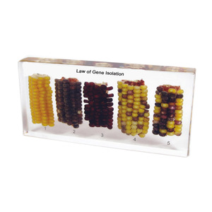 Gelsonlab HSBS-030 Mimesis de Espécimen de Hoja Seca, Espécimen Biológico Encapsulado - Product Image 6