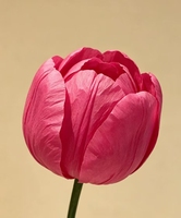 Fleurs en papier géantes en forme de tulipe de couleur personnalisée pour la décoration de la scène de mariage, des événements et des fêtes