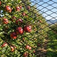 Maagdelijk HDPE zwart anti-vogelnet, UV-gestabiliseerd vogelnet voor wijngaard, kersenboomgaard en fruitbomenbescherming