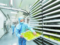 Lyophilisateur industriel commercial de prix de dessiccateur de vide de fruits de café