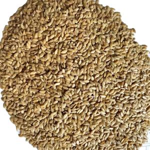 Semi di lino giallo dorato produzione professionale ad alto contenuto proteico fornitura prezzo di semi di lino - Product Image 5