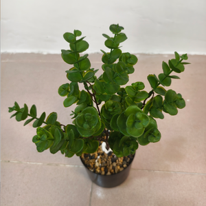 Planta verde artificial, hoja de eucalipto individual, planta de la suerte, decoración para paisajismo. - Product Image 2