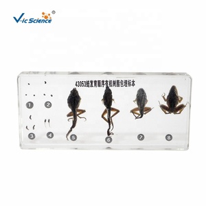 Đồ dùng giáo dục Dụng cụ dạy học sinh vật học Chuỗi phát triển của ếch Đóng gói mẫu vật Giải phẫu động vật Mẫu vật sinh học - Product Image 1