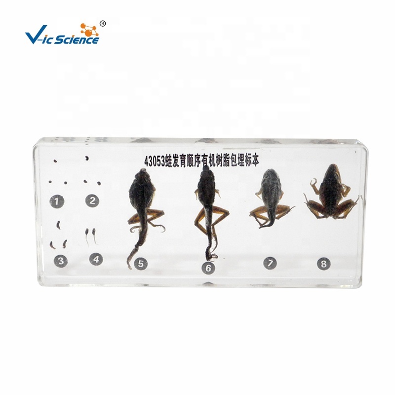 Educational Supplies Biology Teaching Aids Frog
