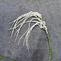 Nouvelles fleurs artificielles en soie, suspendues, en forme de riz, vertes douces, en cascade, larmes d'amoureux, herbe barbe de dragon, vente en gros, pour la décoration