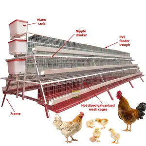 Equipo de pulverización de plásticos para aves de corral, jaula de capas de pollo de 3-5 niveles con máquina de recolección de huevos