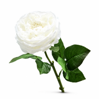 Rose artificielle blanche réaliste au toucher nordique, rose à toucher réel pour la décoration de la maison, Noël, la remise des diplômes, Thanksgiving